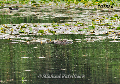 Broad-snouted Caiman (Caiman latirostris)